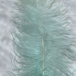 60-70cm Mint ostrich wings